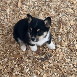 💗 - Black and tan Pembroke Welsh Corgi puppy in Willcox, Arizona from C spear Corgis