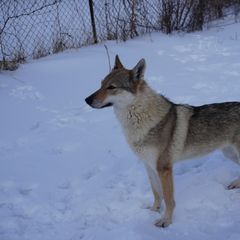 Gigia - Czechoslovakian Vlcak