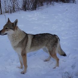 Gigia - Czechoslovakian Vlcak