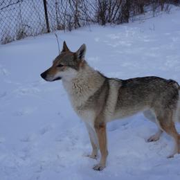 Gigia - Czechoslovakian Vlcak
