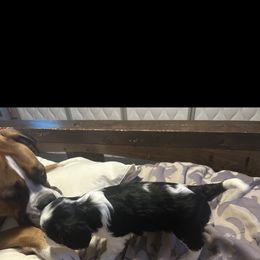 Cavalier King Charles Spaniel Puppies from AKC Cavalier King Charles spaniel Brenda’s puppies