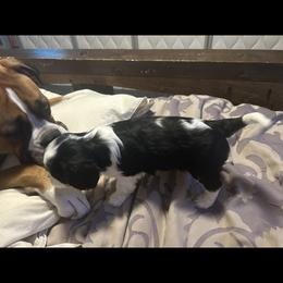 Cavalier King Charles Spaniel Puppies from AKC Cavalier King Charles spaniel Brenda’s puppies