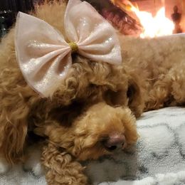 Assorted Doodle Crosses, Cavapoos, Labradoodles, Maltese, and Poodles from Fluffy Fawn