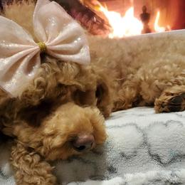 Assorted Doodle Crosses, Cavapoos, Labradoodles, Maltese, and Poodles from Fluffy Fawn