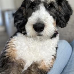 Bernedoodle, Bernese Mountain Dog, and Sheepadoodle All Grown Up from VonDoodles Bernedoodles & Sheepadoodles