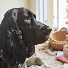 Bella - English Springer Spaniel