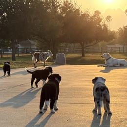 Border Collies from KAR3 Farms
