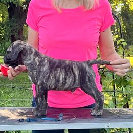 Blue - Fawn brindle male Bullmastiff puppy in Pleasant Hill, Missouri from Marconian Bullmastiffs