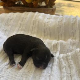Alden - Sable male Shih Tzu puppy in Montgomery, Texas from Furbourne Farm