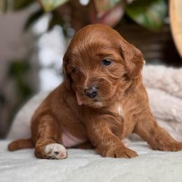 Sage - Red female Cavapoo puppy in Orrstown, Pennsylvania from Pawfect Fur Friends