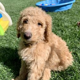 Goldendoodle Puppies from Lundee Doodles