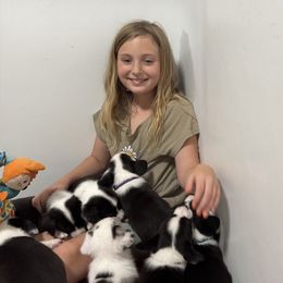 American Corgi, Cardigan Welsh Corgi, and Pembroke Welsh Corgi Puppies from DnD Corgis