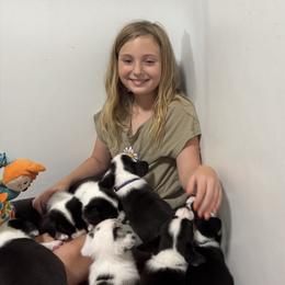 American Corgi, Cardigan Welsh Corgi, and Pembroke Welsh Corgi Puppies from DnD Corgis