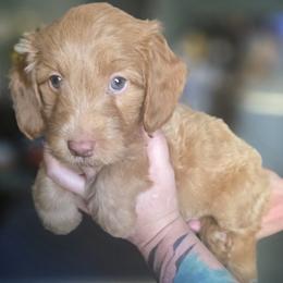 Toadette - Red  female Goldendoodle puppy in Tucson, Arizona from Adored Poodle & Doodles