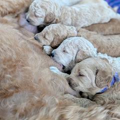 Double Doodle and Goldendoodle Puppies from Big Red Paw Doodles