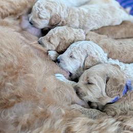 Double Doodle and Goldendoodle Puppies from Big Red Paw Doodles