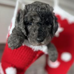 Goldendoodle Puppies from Deszy’s Goldendoodle Pups