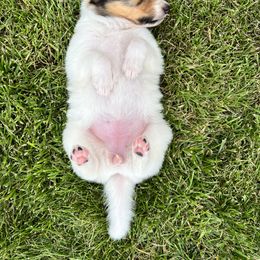 Girl 2 - White Collie puppy in Canyon, Texas from Flying W Collies
