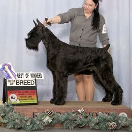 William - Giant Schnauzer