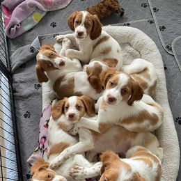 Brittany Puppies from Beaupre Gun Dogs