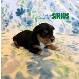 SIRIUS - Black and tan male Havanese puppy in Fielding, Utah from LUCKY HAVANESE