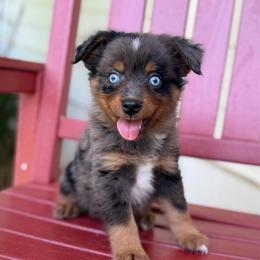 Buzz - Blue merle male Miniature Australian Shepherd puppy in Buchanan, Georgia from Stanleyville Farm Mini Aussies