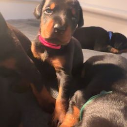Dark Pink Collar female - Black and rust female Doberman Pinscher puppy in Fostoria, Michigan from Jensen Dobermans and Dachshunds