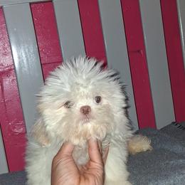 Boy 2 - White male Shih Tzu puppy in Birmingham, Alabama from K&D kennels