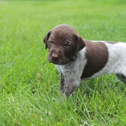 German Shorthaired Pointer Puppies from Brooke's GSPs