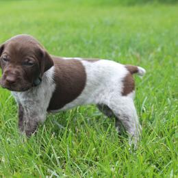German Shorthaired Pointer Puppies from Brooke's GSPs
