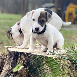 Parson Russell Terriers from Stormborn Terriers