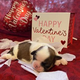 Shih Tzu Puppies from Puppy Paw Prince