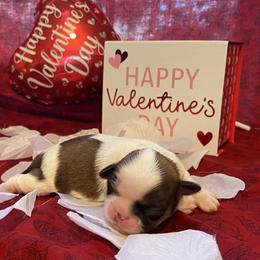 Shih Tzu Puppies from Puppy Paw Prince