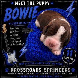 Bowie - Liver white and tan male English Springer Spaniel puppy in Cookeville, Tennessee from Krossroads Kennel