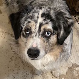 Boy 2 Jumanji - Blue merle Miniature Australian Shepherd puppy in St. Louis, Missouri from Spotted Rump Ranch