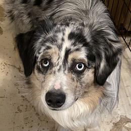 Boy 2 Jumanji - Blue merle Miniature Australian Shepherd puppy in St. Louis, Missouri from Spotted Rump Ranch