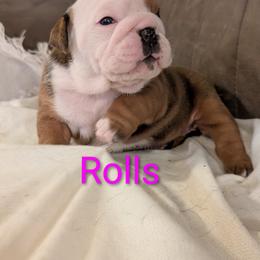 Bulldog Puppies from Shirley EB