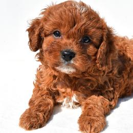 GiGi - Red female Cavapoo puppy in Temecula, California from Designer Doodles