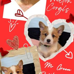 Boy 3 - White and red male Pembroke Welsh Corgi puppy in Milton, Florida from Milton Corgis