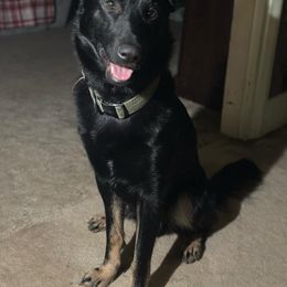 German Shepherd and Miniature Australian Shepherd All Grown Up from Haus Bossard German Shepherds