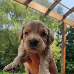 Fontina - Golden female Golden Retriever puppy in Dayton, Minnesota from Akoya Kennels