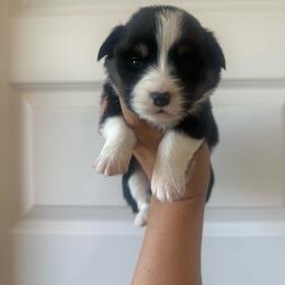 Sunny- fluffy female - Black and tan female Pembroke Welsh Corgi puppy in Red Bluff, California from Wilder Ranch Corgis