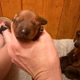 Ashley - Red female Dachshund puppy in Madisonville, Texas from Little B’s Dachshund Farm