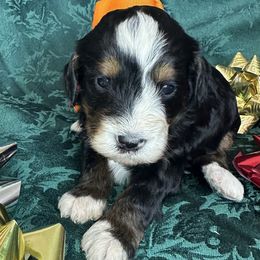 Girl 3 - female Bernedoodle puppy in Cody, Wyoming from Yellowstone Breeders