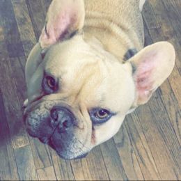 French Bulldogs from Midwest mafia kennels LLC