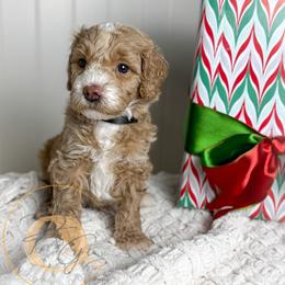 Wadsworth (black collar) - Apricot male Goldendoodle puppy in Murrieta, California from Apricot Poodles & Goldendoodles, LLC