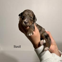 Basil - Merle male Bernedoodle puppy in Pennsylvania from Bells Bernedoodles