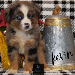Kevin - Australian Shepherd puppy from Legacy Farm