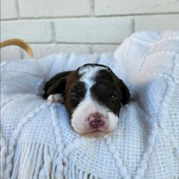 Jameson - Brown and white male Bernedoodle puppy in Russell Springs, Kentucky from 270 Doodles