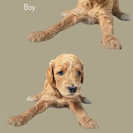 Assorted Doodle Crosses Puppies from First Wish Doodles